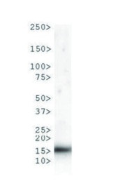 H3T6pK9me1 | Histone H3 methylated at Lys9 (K9) in the group Antibodies Plant/Algal / DNA/RNA/Cell Cycle / Epigenetics/DNA methylation at Agrisera AB (Antibodies for research) (AS16 3174)
